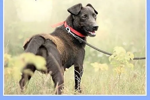 10kg,młody 2 lata,wesoły,łagodny,towarzyski piesek