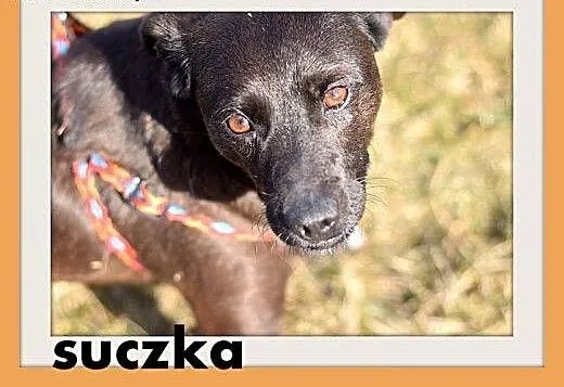 RÓŻYCZKA,mała 6 kg,łagodna,delikatna,tulaśna suczk