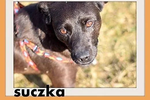 RÓŻYCZKA,mała 6 kg,łagodna,delikatna,tulaśna suczk