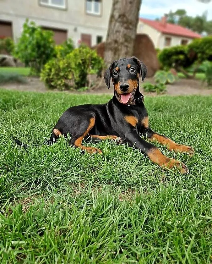Szczeniaki doberman rodowód, Dolnośląskie, Żmigród