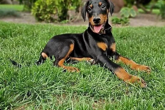 Szczeniaki doberman rodowód, Dolnośląskie, Żmigród