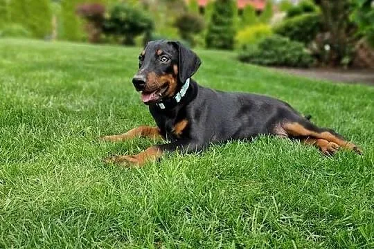 Szczeniaki doberman rodowód, Dolnośląskie, Żmigród