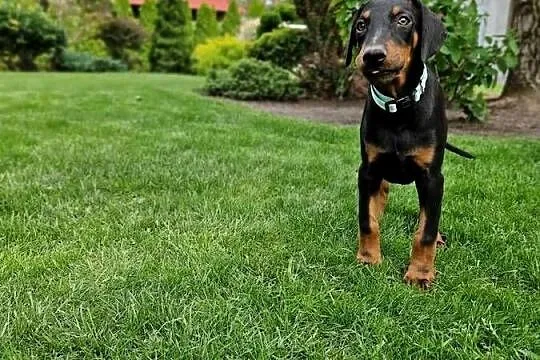 Szczeniaki doberman rodowód, Dolnośląskie, Żmigród