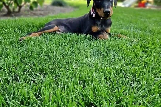 Szczeniaki doberman rodowód, Dolnośląskie, Żmigród