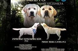 Labrador retriever ZKwP/FCI- szczeniak wolny od chorób genetycznych