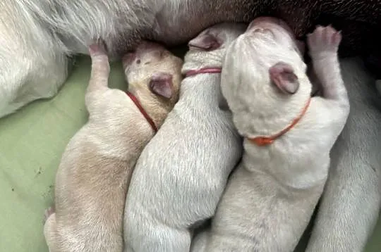 Labrador retriever ZKwP/FCI- szczeniak wolny od chorób genetycznych, Kujawsko-pomorskie, Toruń