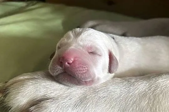 Labrador retriever ZKwP/FCI- szczeniak wolny od chorób genetycznych, Kujawsko-pomorskie, Toruń