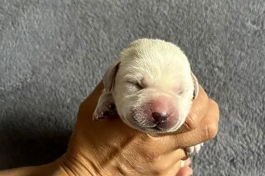 Labrador retriever ZKwP/FCI- szczeniak wolny od chorób genetycznych, Kujawsko-pomorskie, Toruń