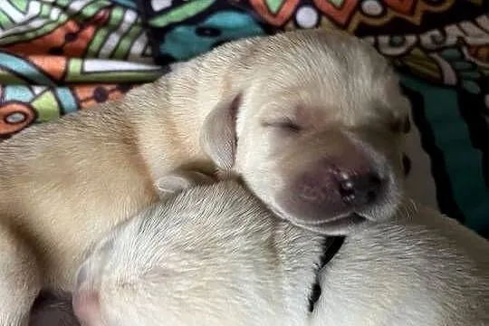 Labrador retriever ZKwP/FCI- szczeniak wolny od chorób genetycznych, Kujawsko-pomorskie, Toruń