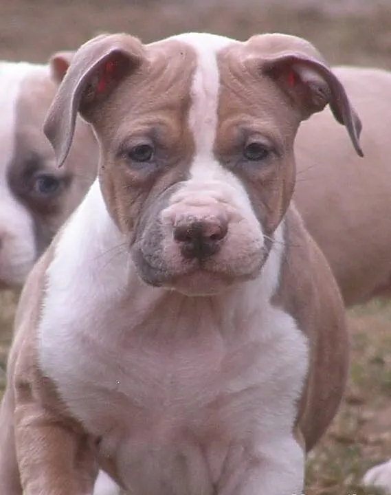 Amstaff, American Staffordshire Terrier, szczeniak