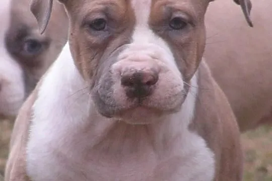 Amstaff, American Staffordshire Terrier, szczeniak