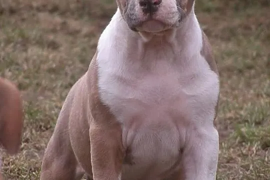Amstaff, American Staffordshire Terrier, szczeniak