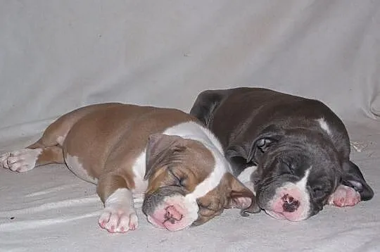 Amstaff, American Staffordshire Terrier, szczeniak