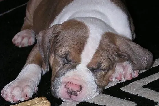Amstaff, American Staffordshire Terrier, szczeniak