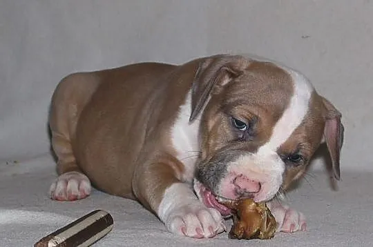 Amstaff, American Staffordshire Terrier, szczeniak