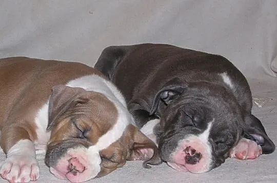 Amstaff, American Staffordshire Terrier, szczeniak