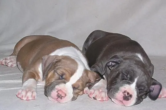 Amstaff, American Staffordshire Terrier, szczeniak