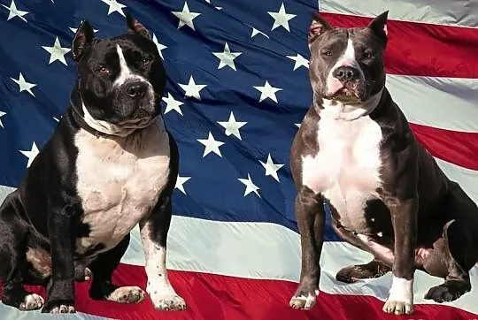 Amstaff, American Staffordshire Terrier, szczeniak