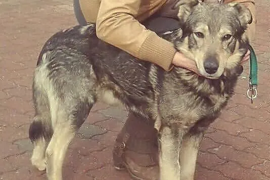 Bruno wierny przyjaciel człowieka czeka na dom