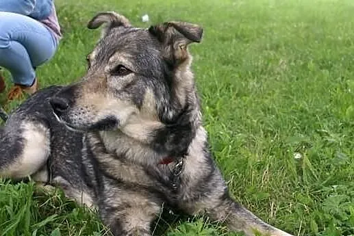 Bruno wierny przyjaciel człowieka czeka na dom