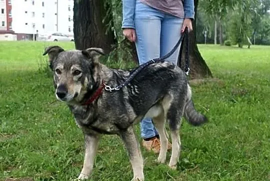 Bruno wierny przyjaciel człowieka czeka na dom