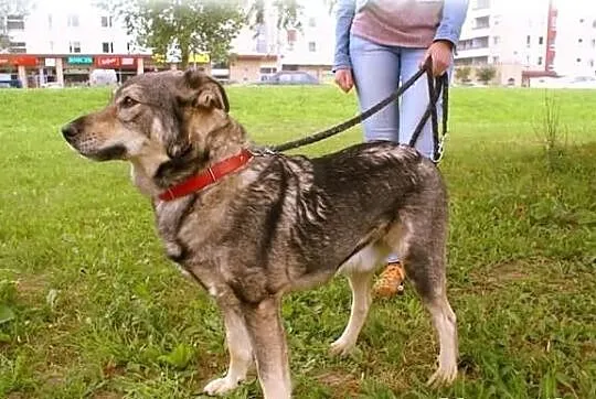 Bruno wierny przyjaciel człowieka czeka na dom