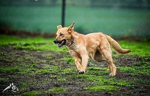 LORI - psia miss pokocha Cię dziś!, małopolskie K