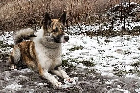 Asan - uroczy pręgowany psiak do adopcji!,  małopolskie Kraków