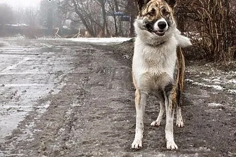 Asan - uroczy pręgowany psiak do adopcji!,  małopo
