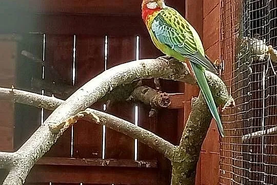 Rozella białolica papuga, Kujawsko-pomorskie, Wąbrzeźno