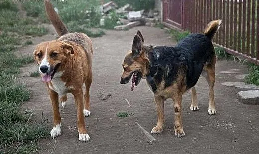 Dwie cudowne suczki - adoptuj wspaniały dwupak :),