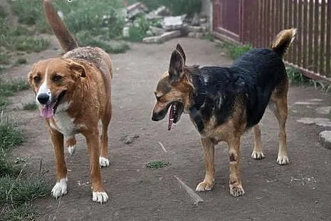 Dwie cudowne suczki - adoptuj wspaniały dwupak :),