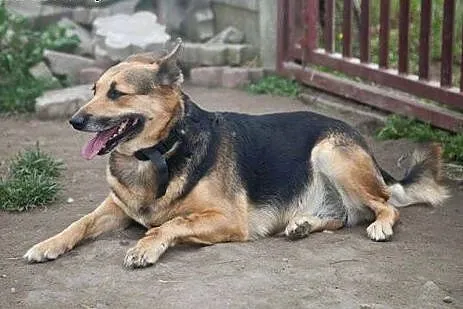 Dwie cudowne suczki - adoptuj wspaniały dwupak :),