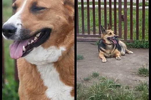 Dwie cudowne suczki - adoptuj wspaniały dwupak :),