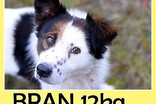 12kg,średni,wesoły,przyjazny piesek BRAN.Adopcja,  małopolskie Kraków