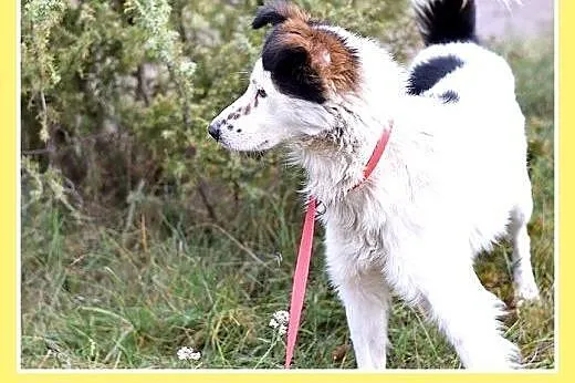 12kg,średni,wesoły,przyjazny piesek BRAN.Adopcja, 