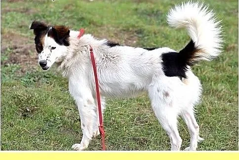 12kg,średni,wesoły,przyjazny piesek BRAN.Adopcja, 