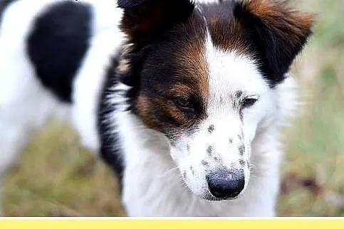 12kg,średni,wesoły,przyjazny piesek BRAN.Adopcja, 