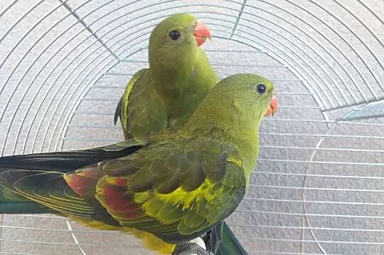 Papugi górskie, Małopolskie, Wieliczka