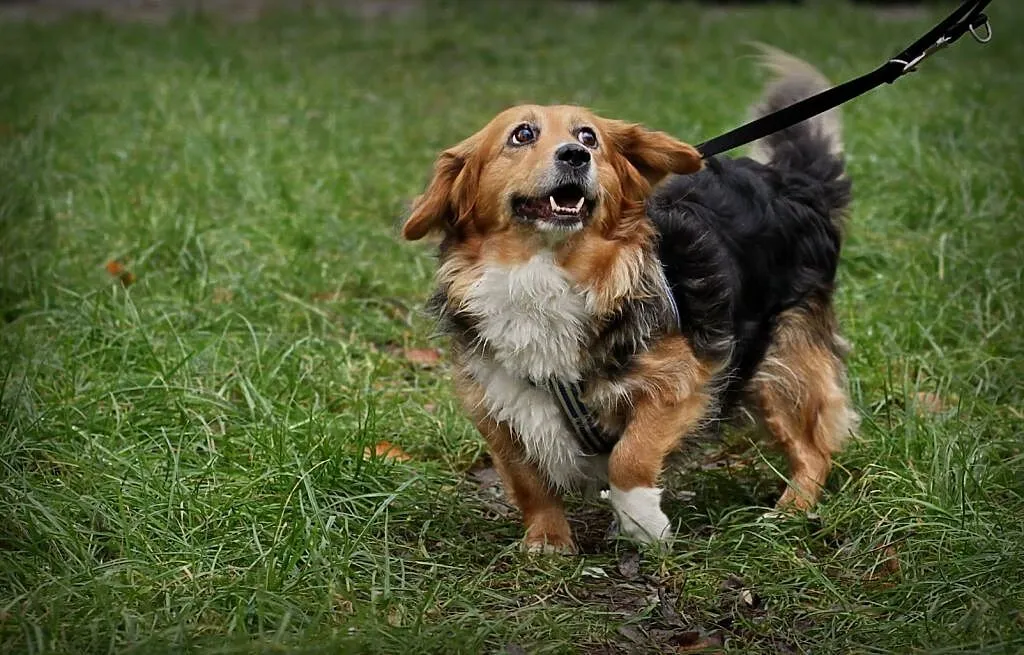 KULKA - uśmiech od ucha do ucha, adoptuj tego sierściucha :), Łódzkie, Łódź