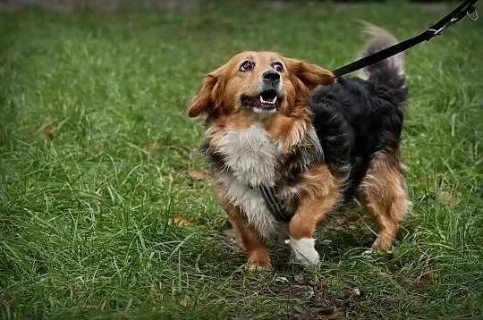 KULKA - uśmiech od ucha do ucha, adoptuj tego sierściucha :)