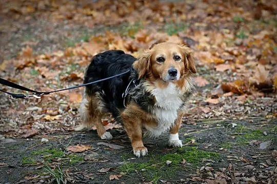 KULKA - uśmiech od ucha do ucha, adoptuj tego sierściucha :), Łódzkie, Łódź