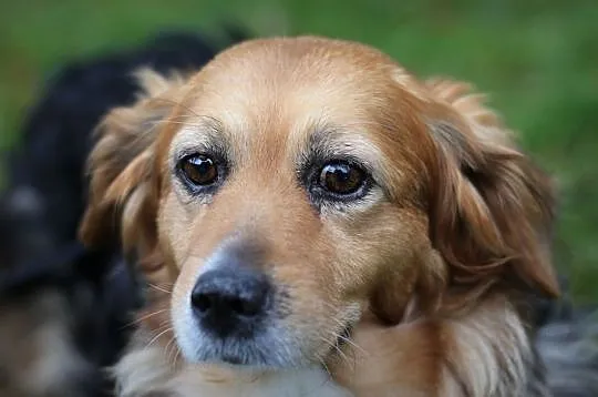 KULKA - uśmiech od ucha do ucha, adoptuj tego sierściucha :), Łódzkie, Łódź
