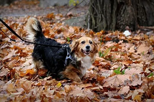 KULKA - uśmiech od ucha do ucha, adoptuj tego sierściucha :), Łódzkie, Łódź