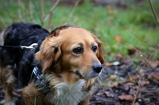 KULKA - uśmiech od ucha do ucha, adoptuj tego sierściucha :), Łódzkie, Łódź