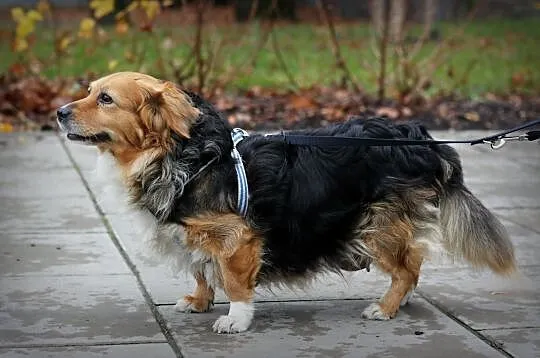 KULKA - uśmiech od ucha do ucha, adoptuj tego sierściucha :), Łódzkie, Łódź