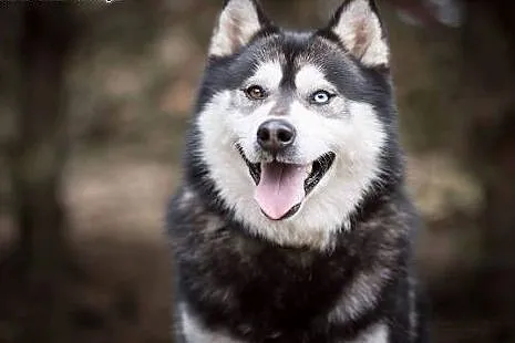 COSMO, husky bez wad :), Kundelki cała Polska
