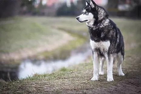 COSMO, husky bez wad :),  Kundelki cała Polska