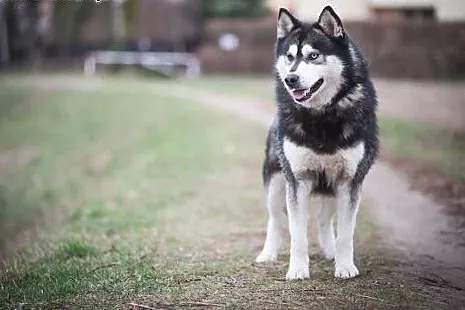 COSMO, husky bez wad :),  Kundelki cała Polska