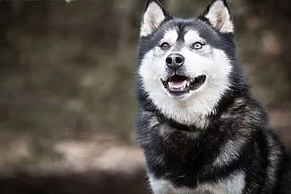 COSMO, husky bez wad :),  Kundelki cała Polska